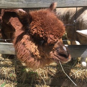 Meet your Posher, Diana